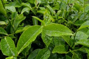 tea plants with water drops