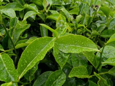 tea plants with water drops