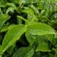 tea plants with water drops