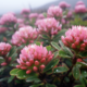 benefits of rhodiola rosea