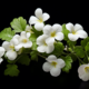 antioxidant properties and bacopa monnieri