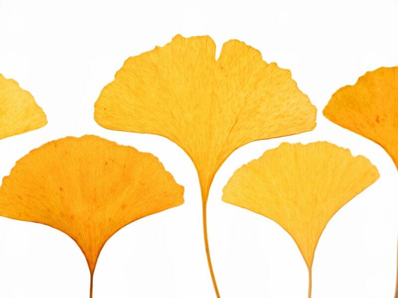 ginkgo biloba and cognitive function