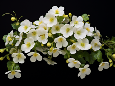 effects of bacopa monnieri