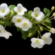 bacopa monnieri for stroke recovery