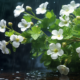 bacopa can help improve brain