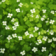 the field of bacopa monnieri