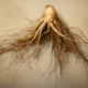 forest farming and ginseng