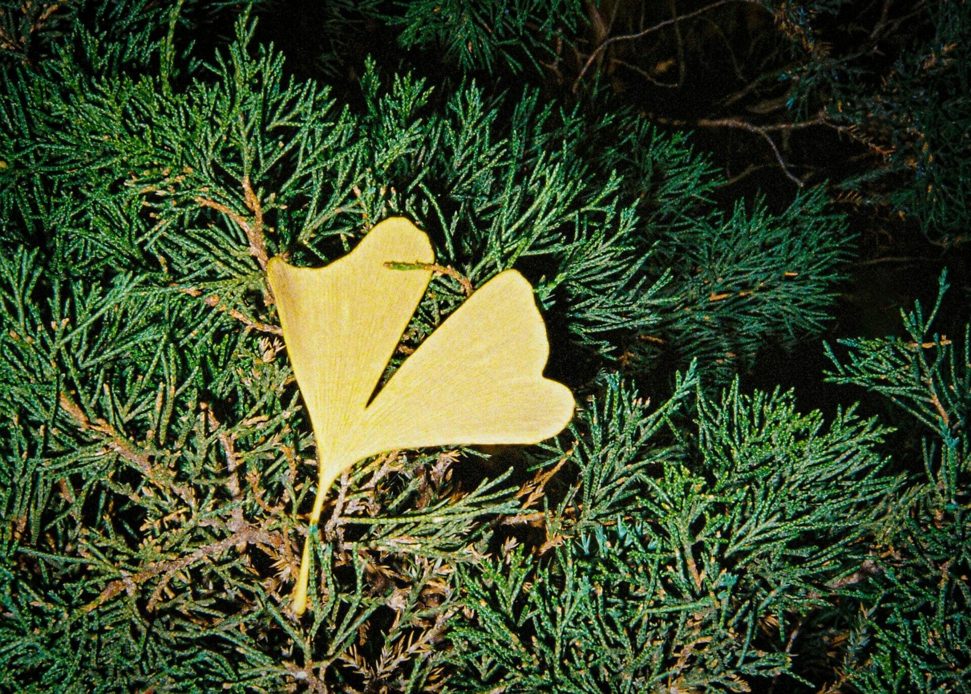 a yellow leaf of ginkgo biloba