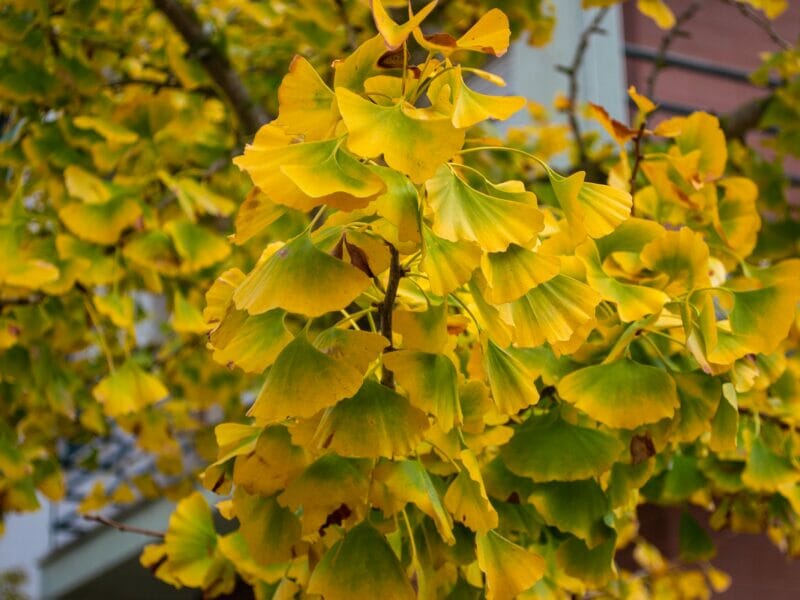 ginkgo biloba and antioxidants for eye health 