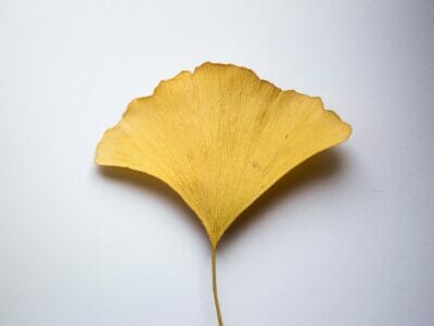 ginkgo leaf