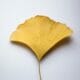 ginkgo leaf