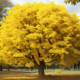 a ginkgo biloba tree in a park