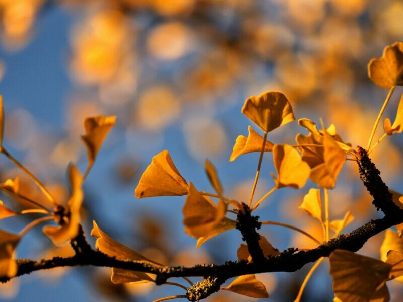 a branch of ginkgo biloba 