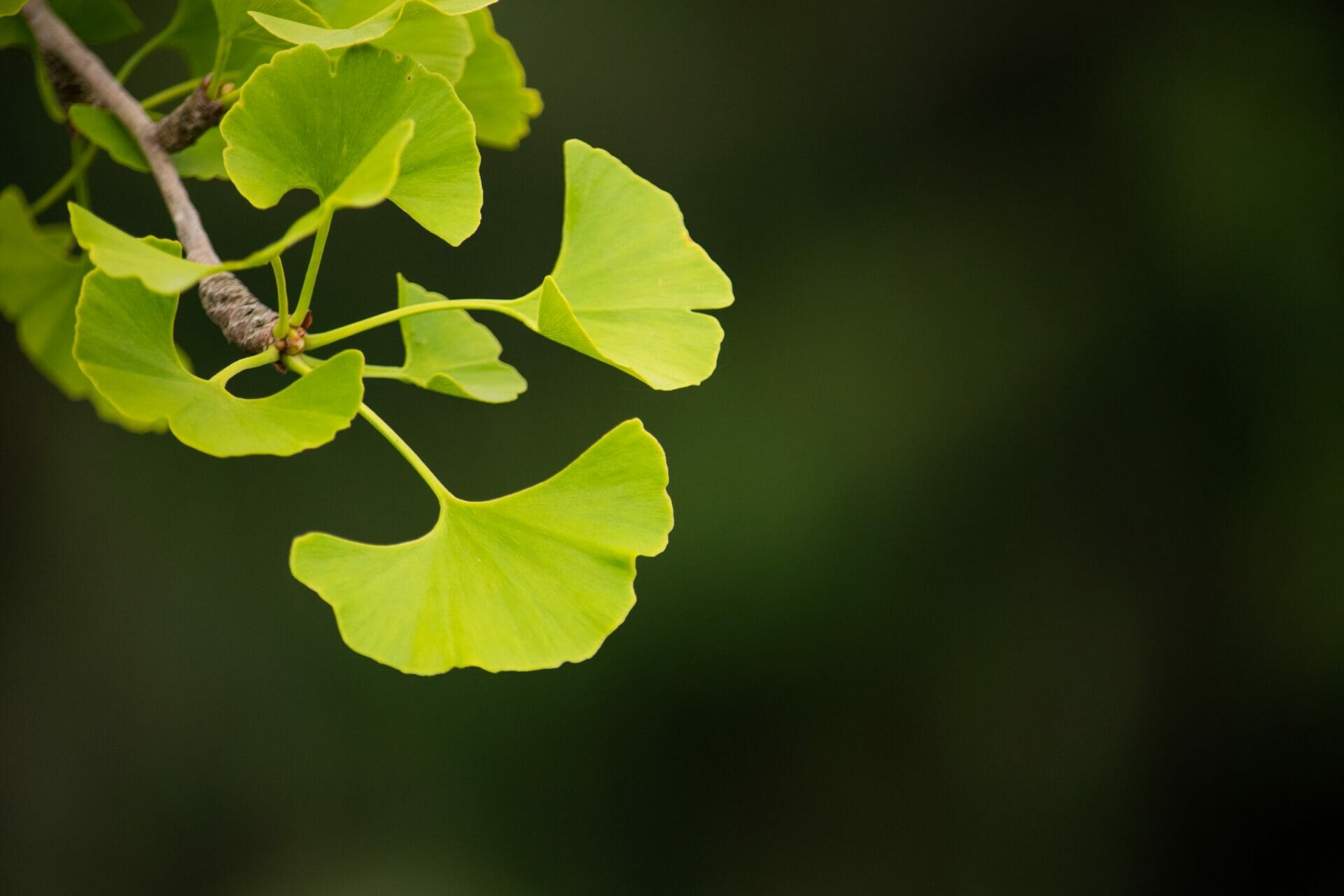 the effect of ginkgo biloba