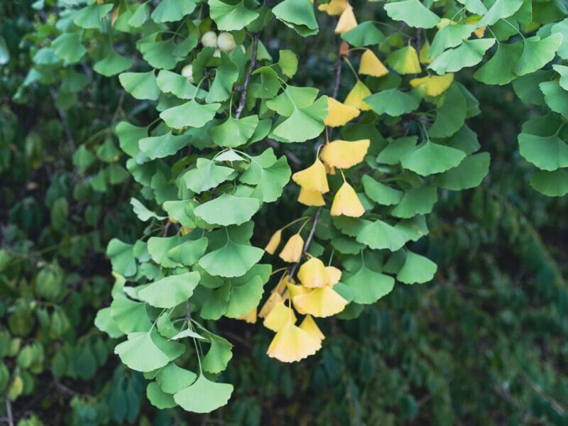 amazing ginkgo leaves