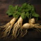 roots of ginseng