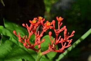 benefits of ginseng