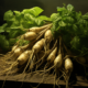 ginseng a medicinal plant