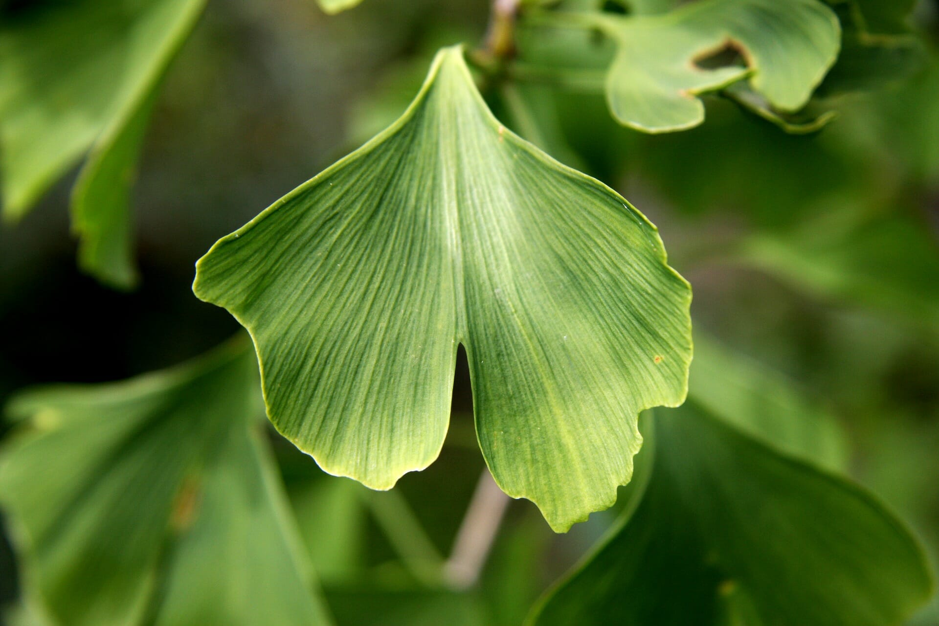 the recommended dosage of ginkgo biloba