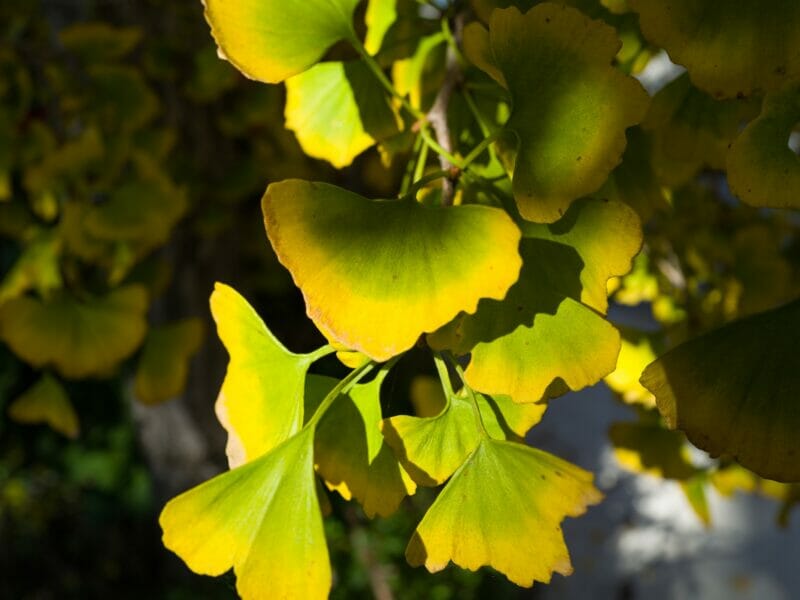 benefits of ginkgo