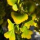 benefits of ginkgo