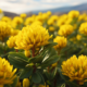 rhodiola rosea reduces inflammation