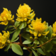 rhodiola rosea and its benefits