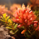 mental performance of rhodiola rosea