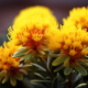 systematic review of rhodiola rosea research