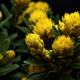 advantages of rhodiola rosea