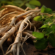 the safety of ashwagandha root extract