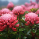 cinical studies on rhodiola rosea