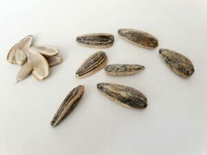 seeds of sunflower