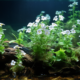 valuable impacts of bacopa monnieri