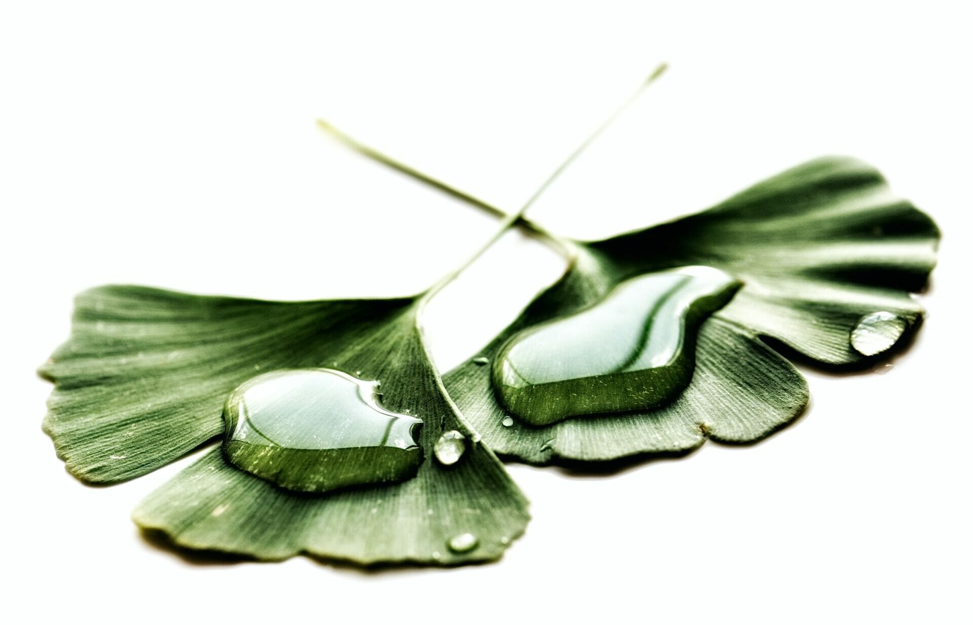 wet leaves of ginkgo biloba