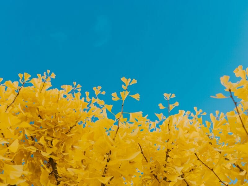 yellow leaves of ginkgo biloba