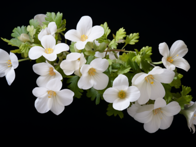 ayurvedic medicine and bacopa monnieri