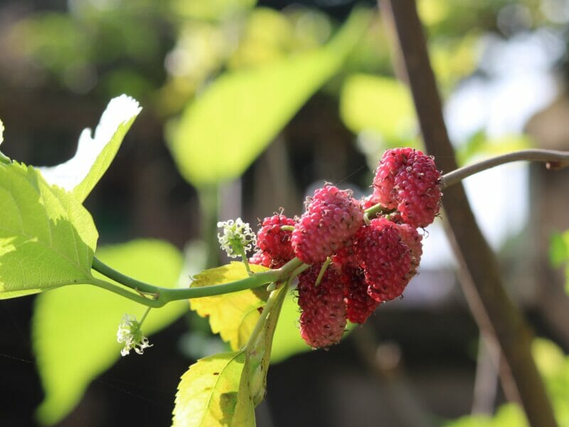 resveratrol in mulberries