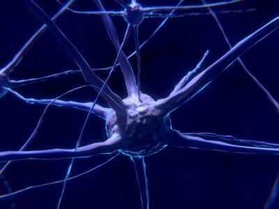 nerve cells and gaba supplements