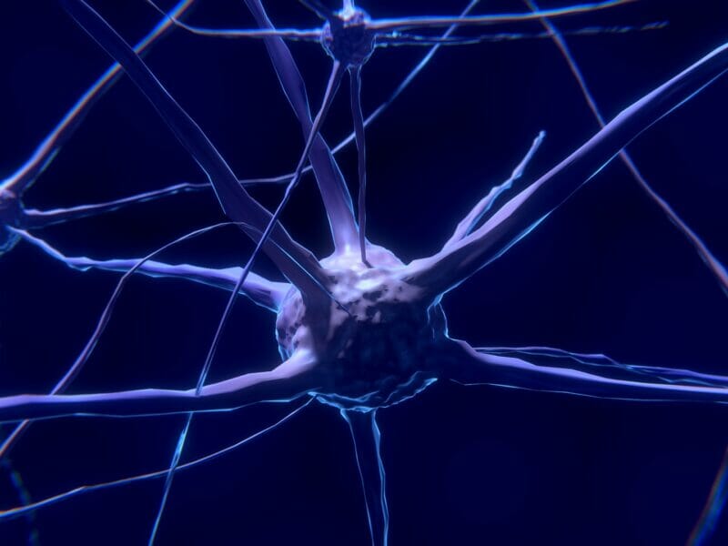 nerve cells and gaba supplements 