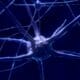 nerve cells and gaba supplements