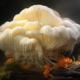 lion's mane and neurological disorders