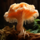 common myths about lion's mane mushroom