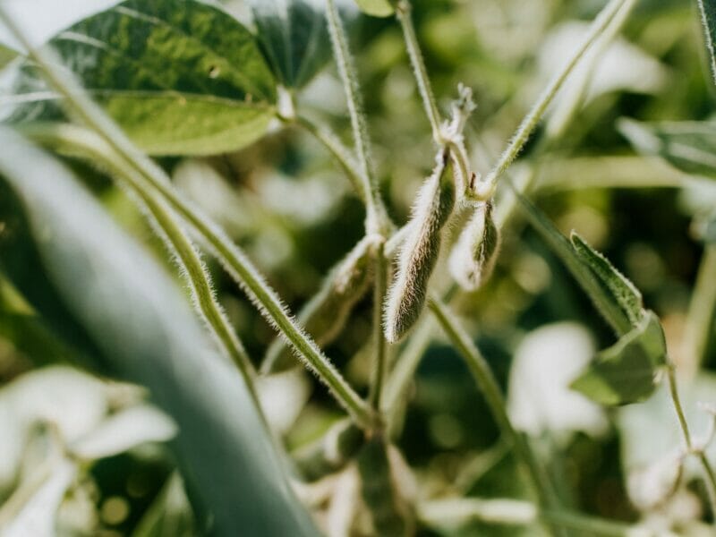 soybeans and l-tyrosine