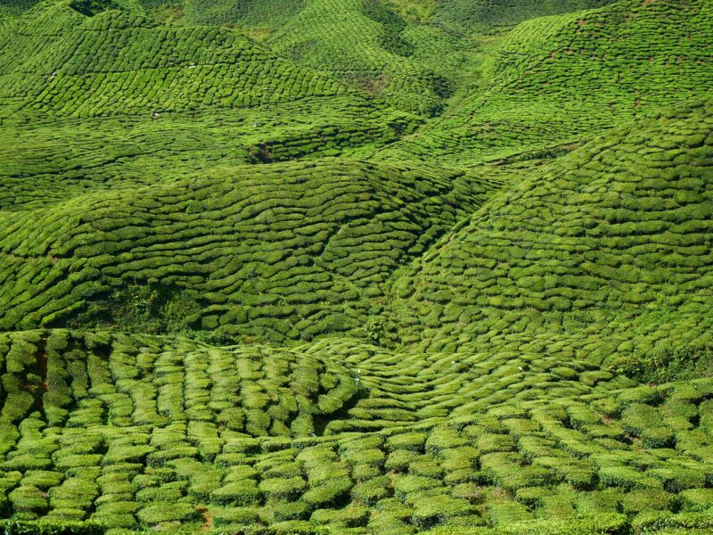 green tea field