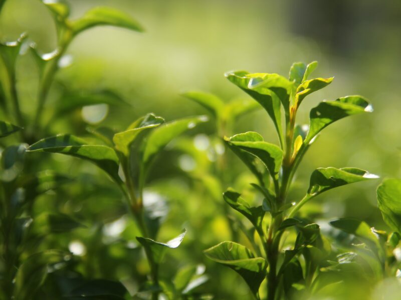 green tea leaves 