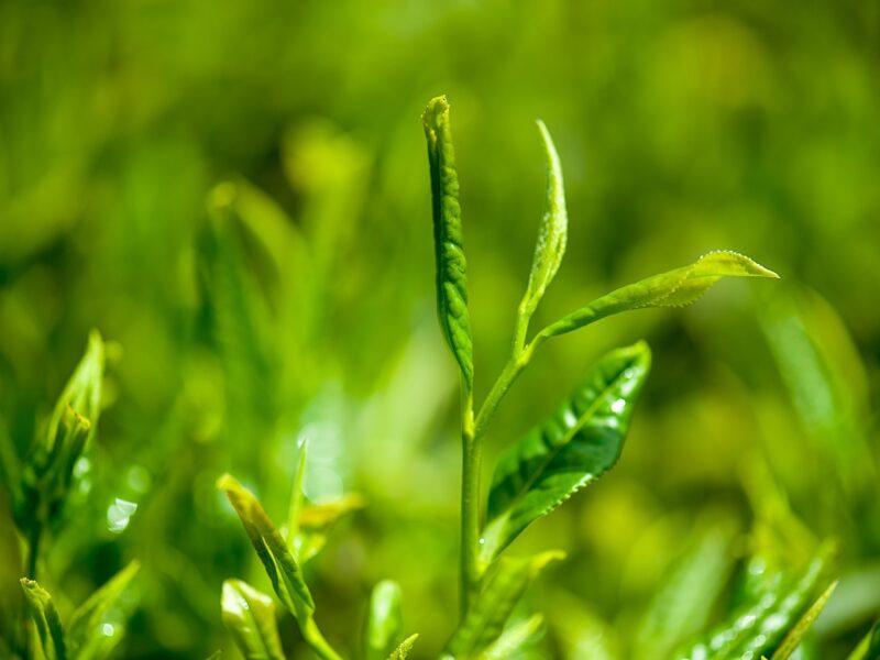 green tea leaves and liver health