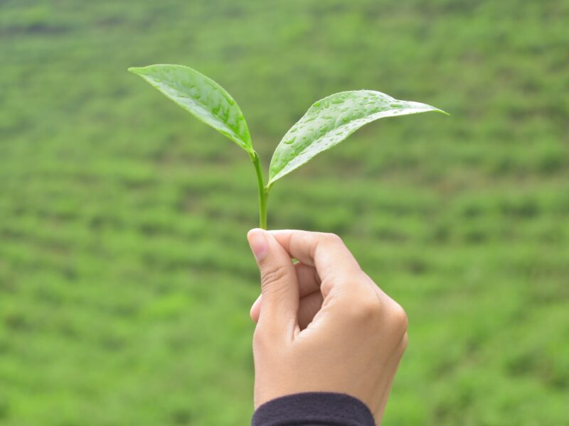 green tea leaves in hand