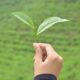 green tea leaves in hand