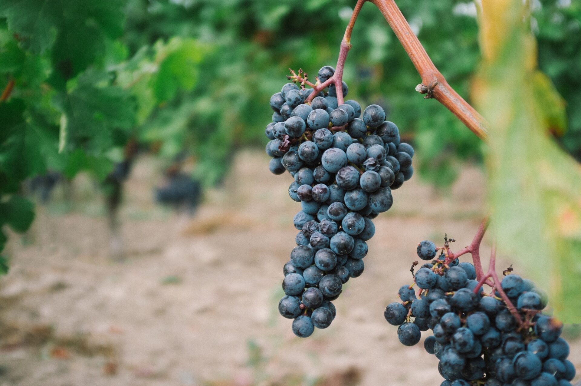 grapes in vineyard